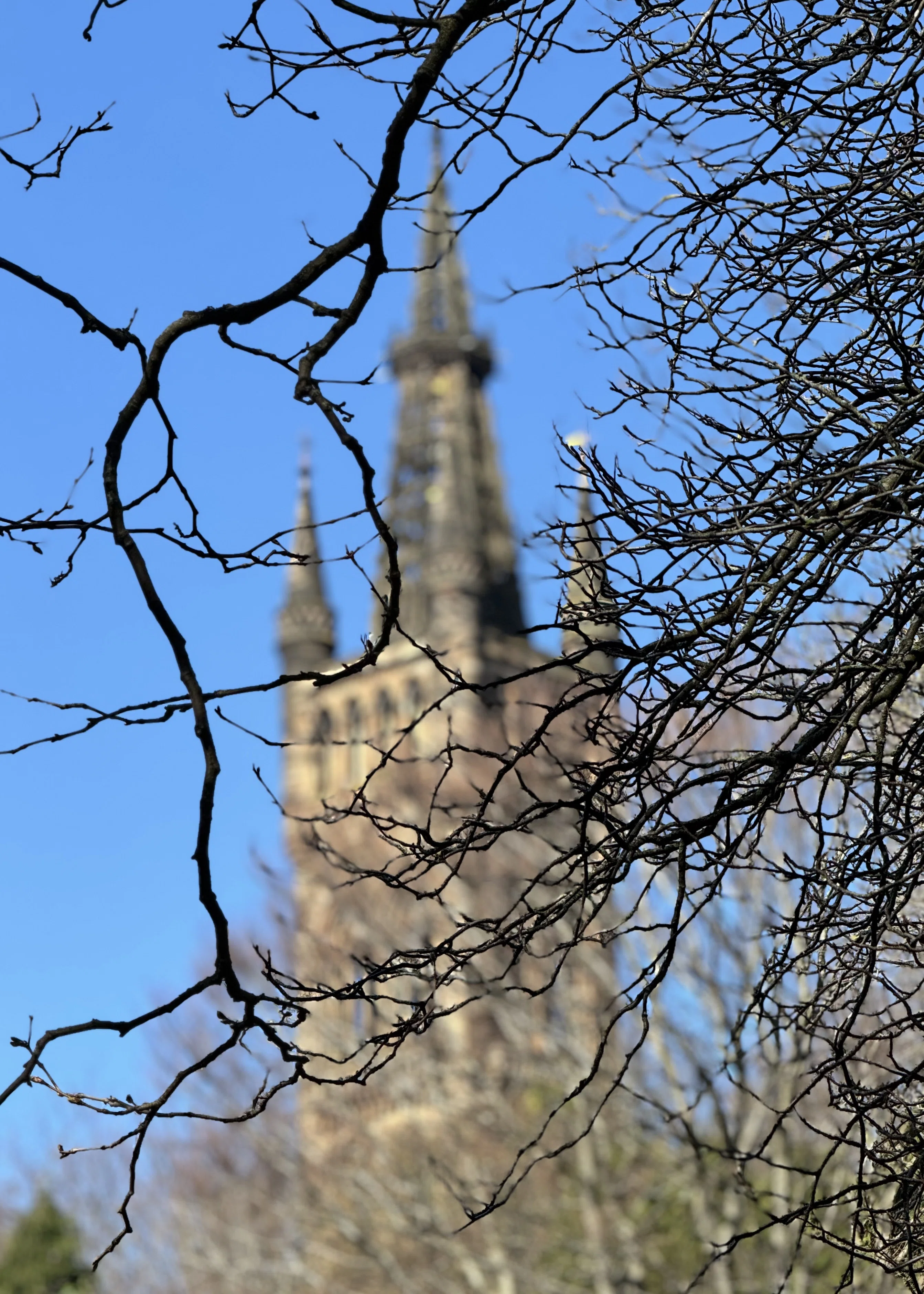 Branches Of Thought photograph