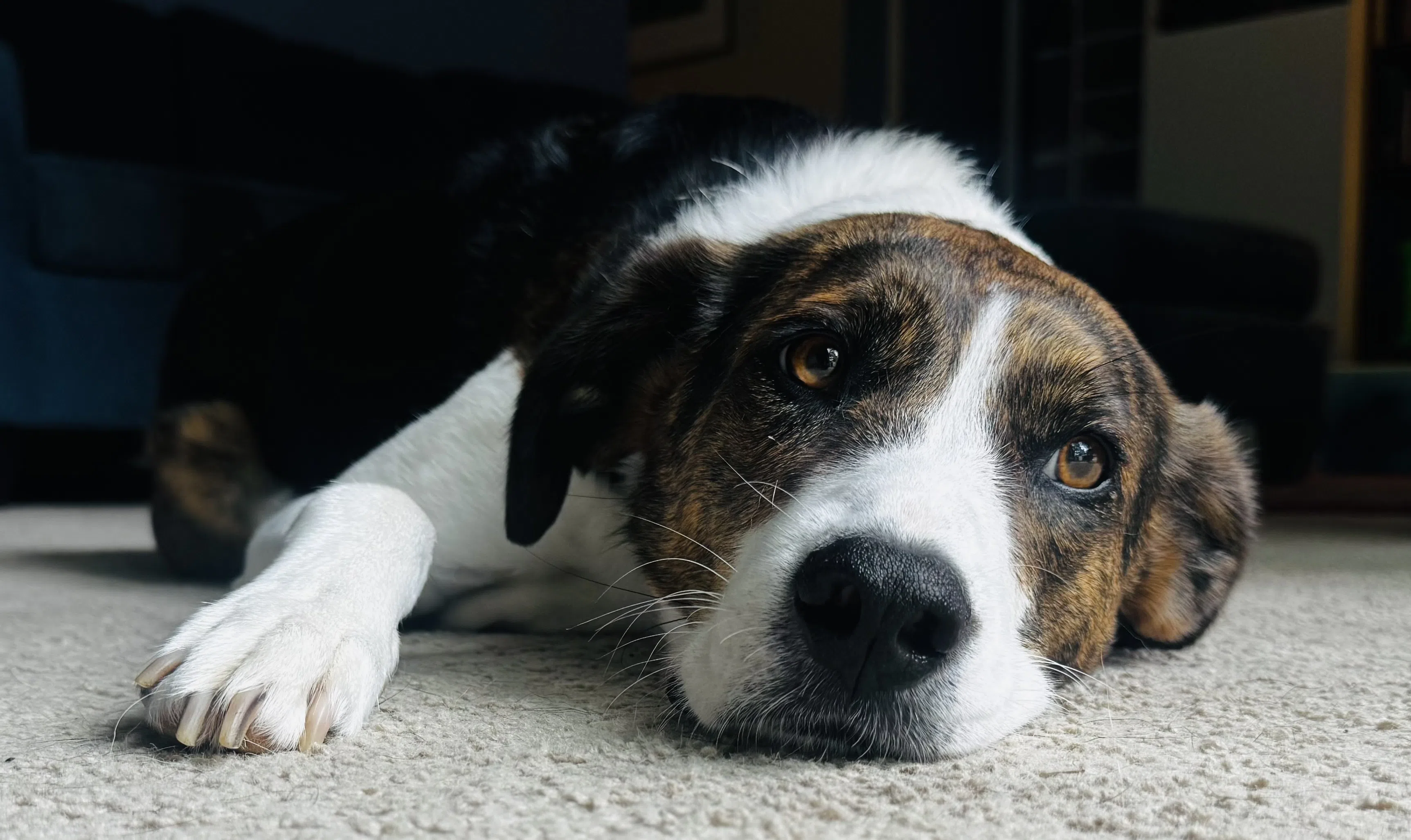 A dog resting indoors with its face close to the floor