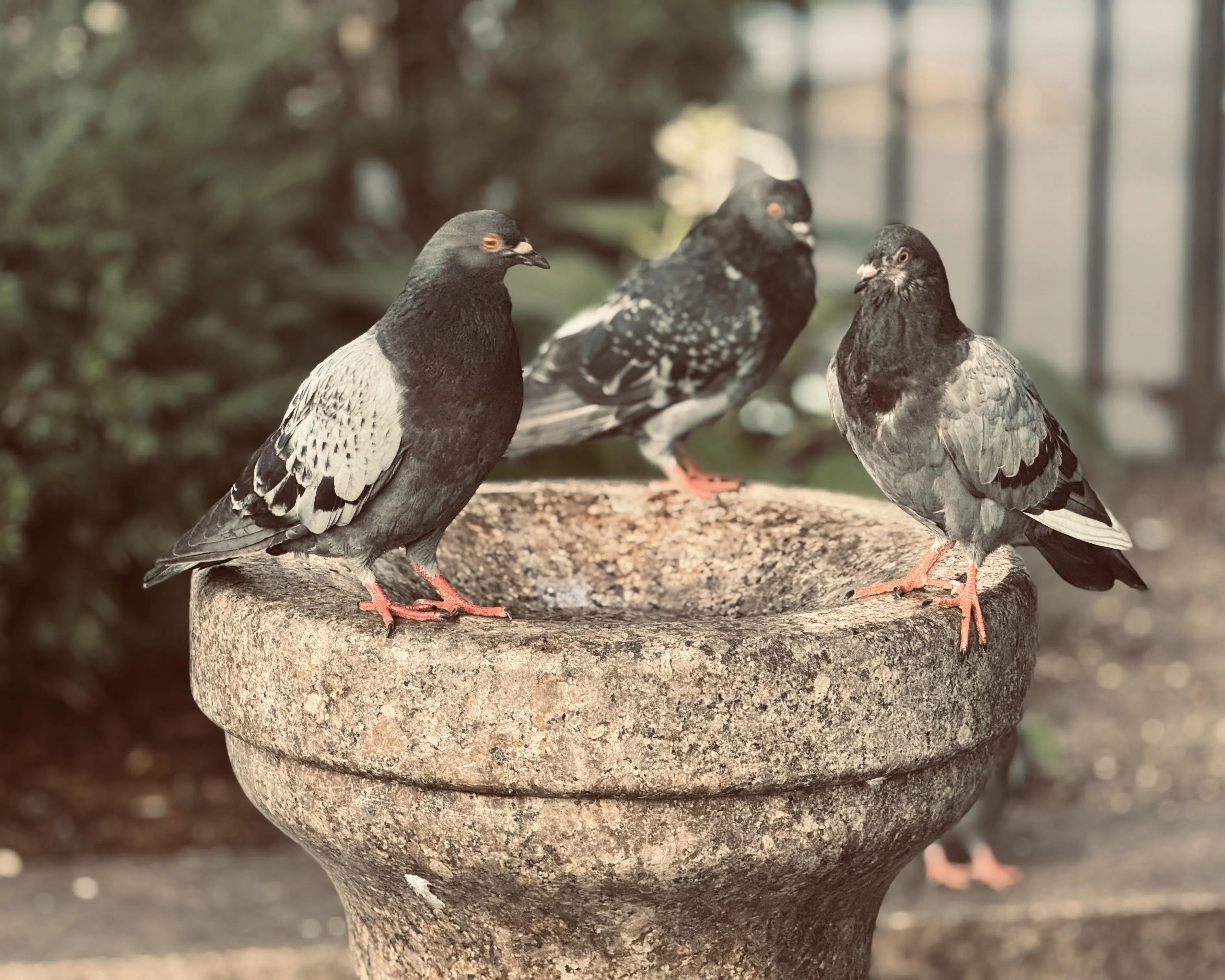 Three pigeons gathered on a stone planter