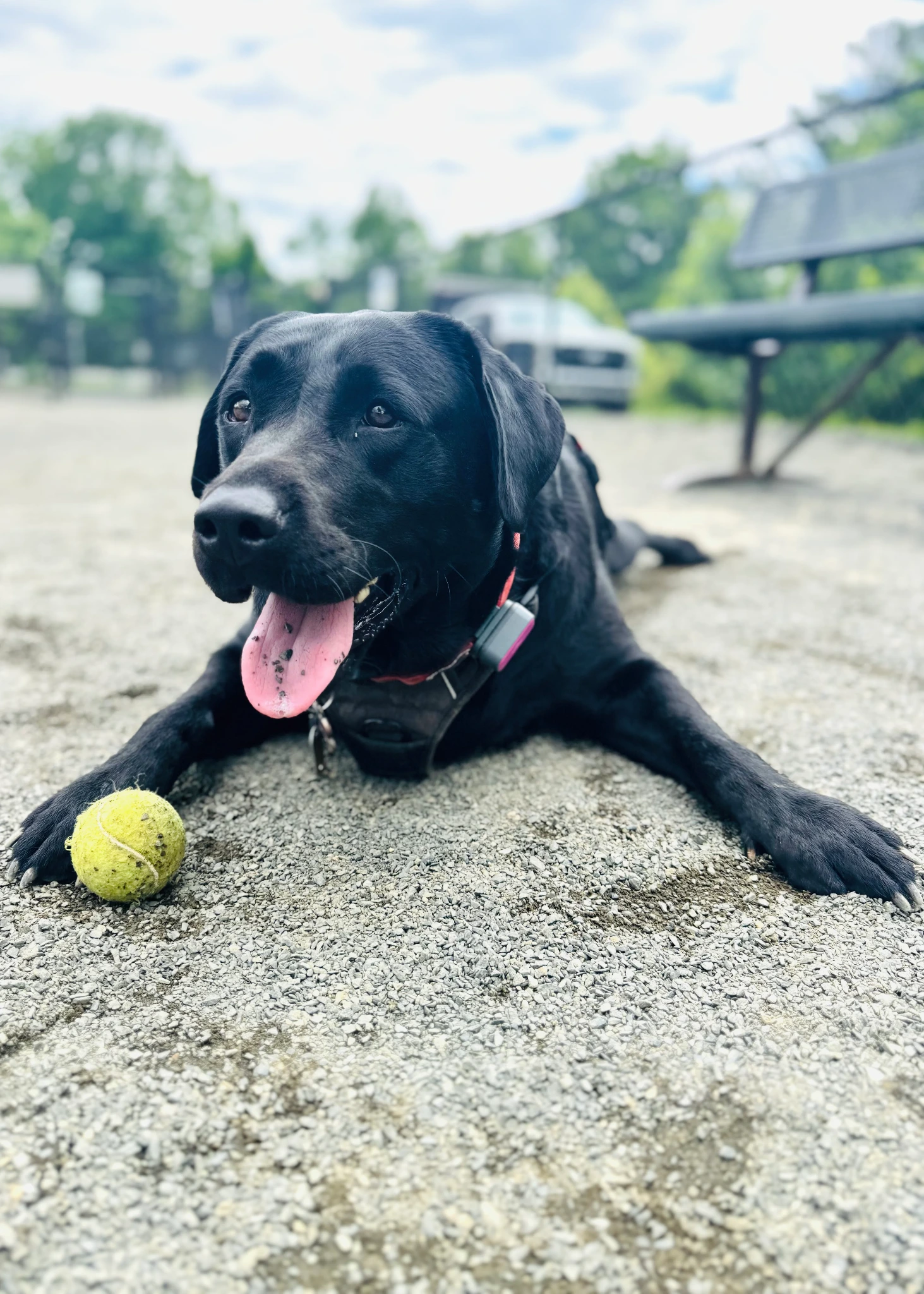 A black dog resting beside a tennis ball outdoors