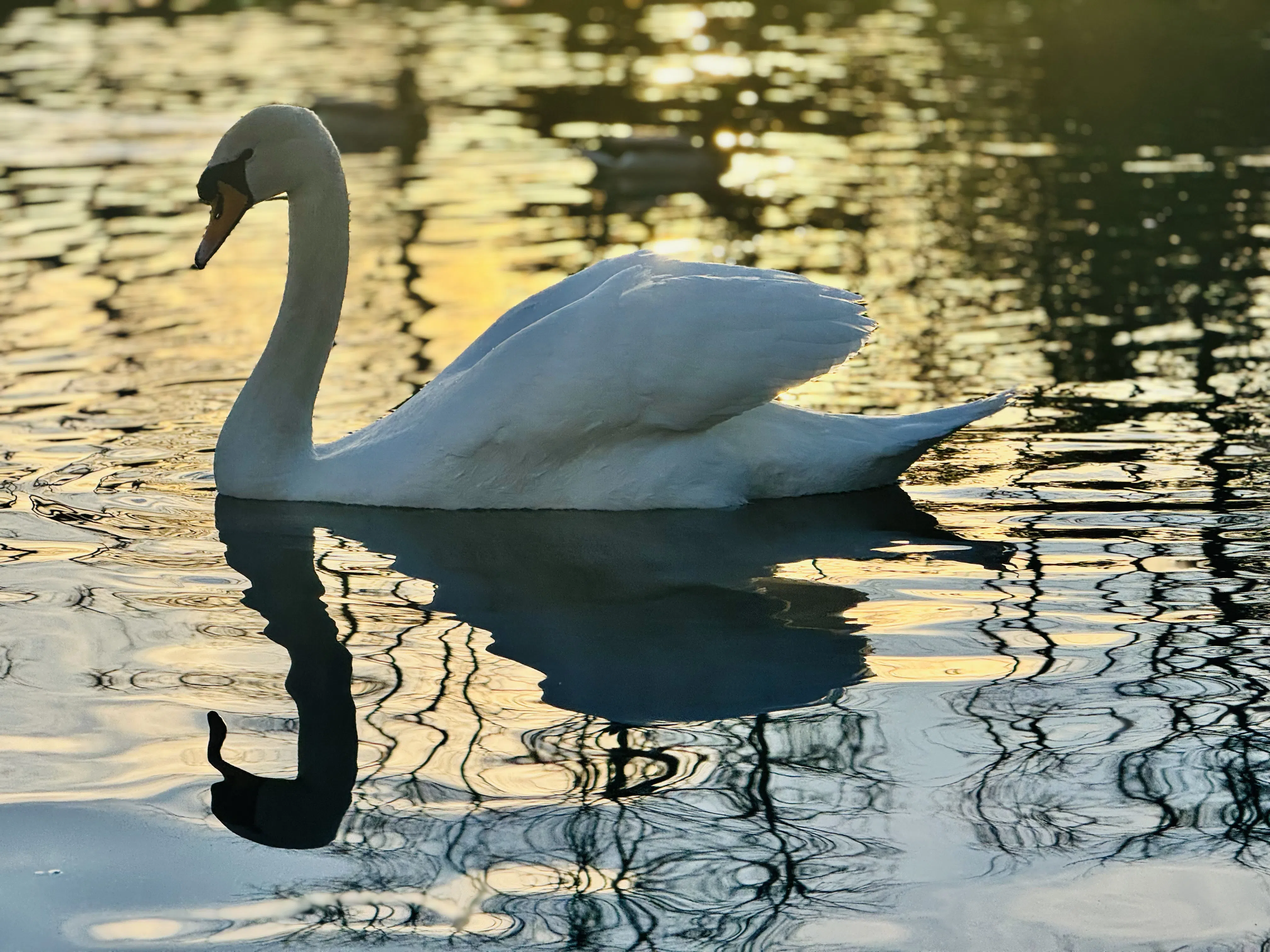 A swan gliding across reflective water