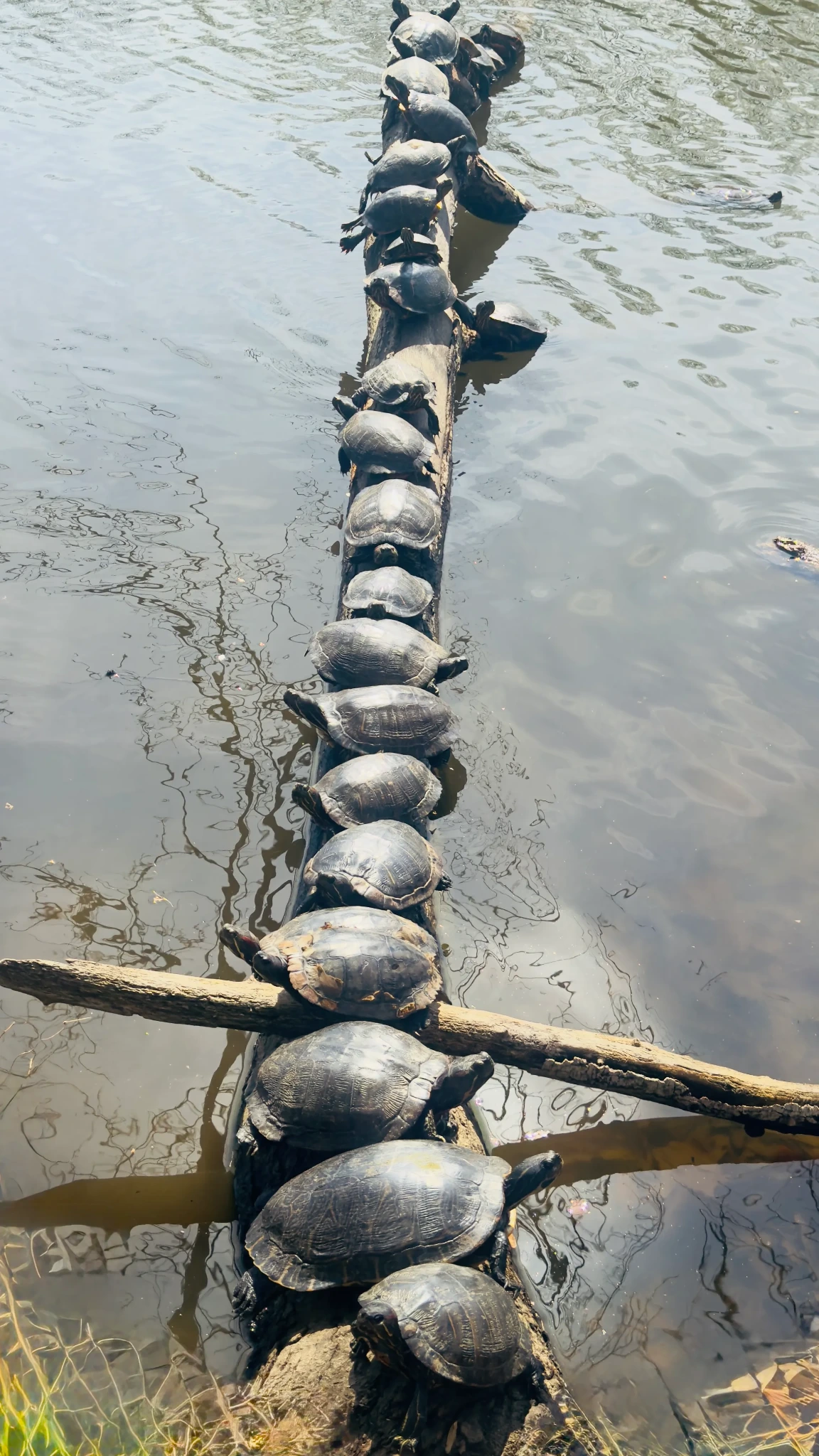 Turtles lined along a fallen log in the water