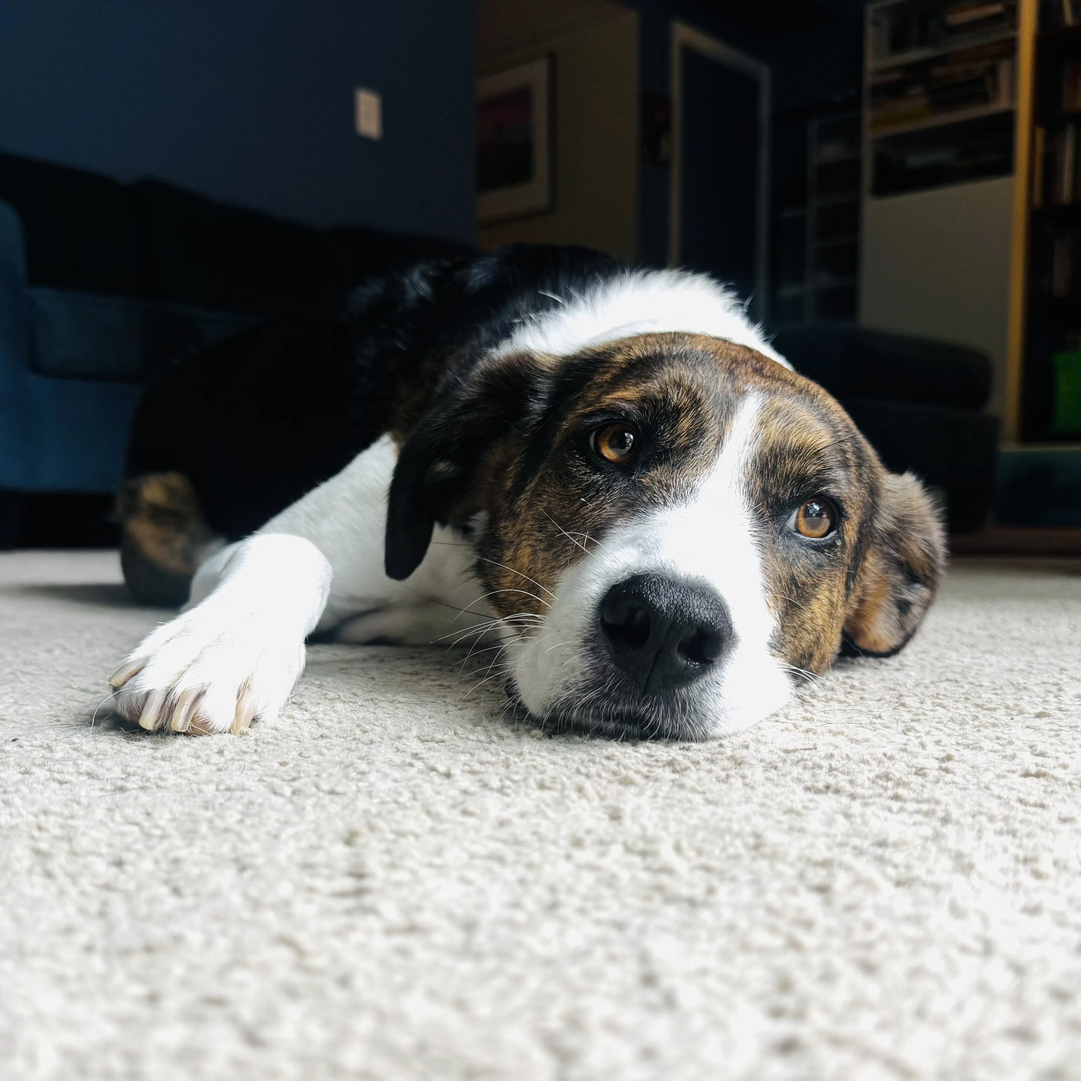 A dog resting indoors and looking toward the camera