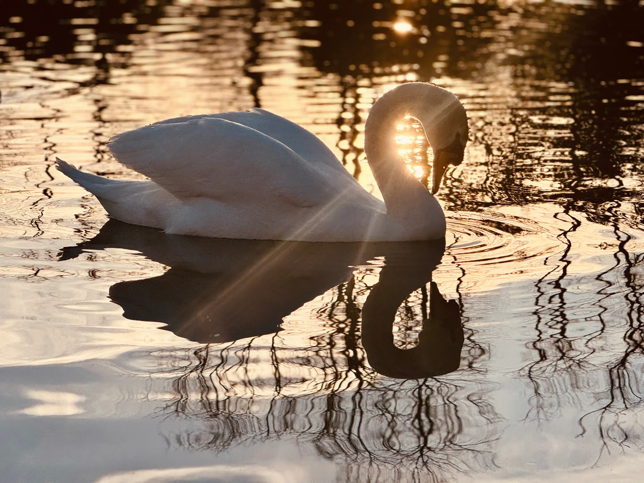 A swan on reflective water at sunset