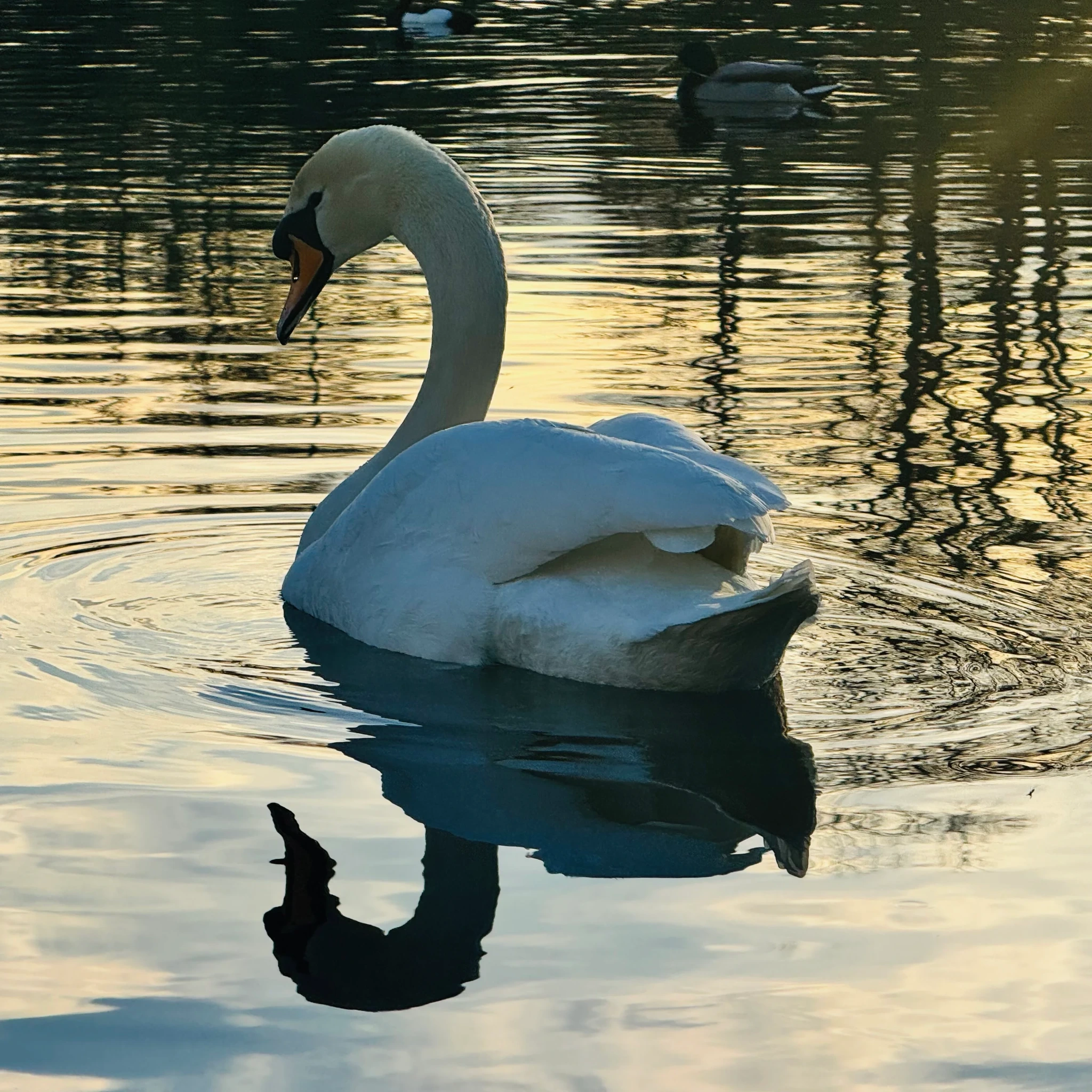 A white swan gliding across reflective golden water
