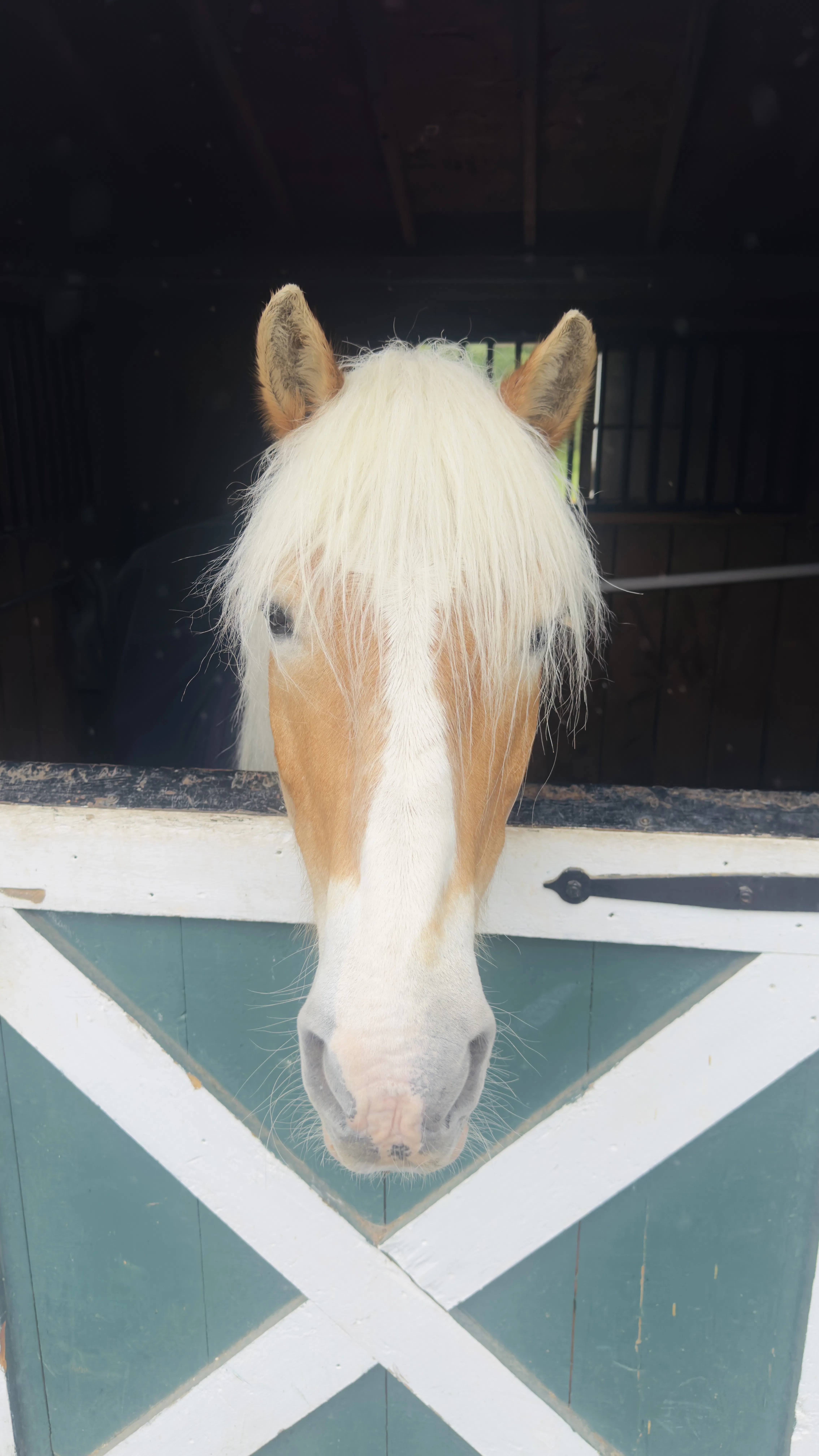 A light-colored horse looking over a stable door