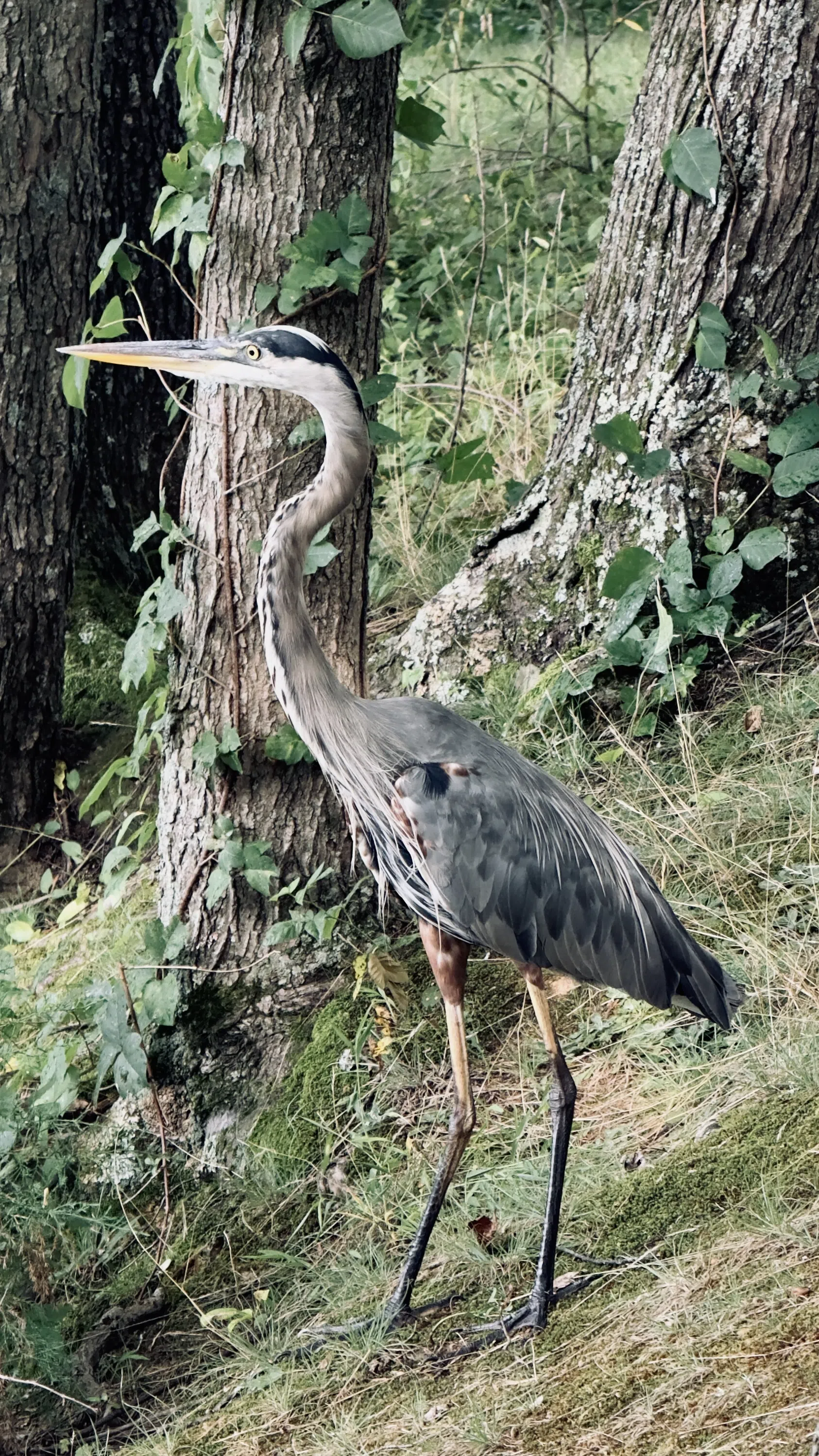 A heron standing among trees and undergrowth