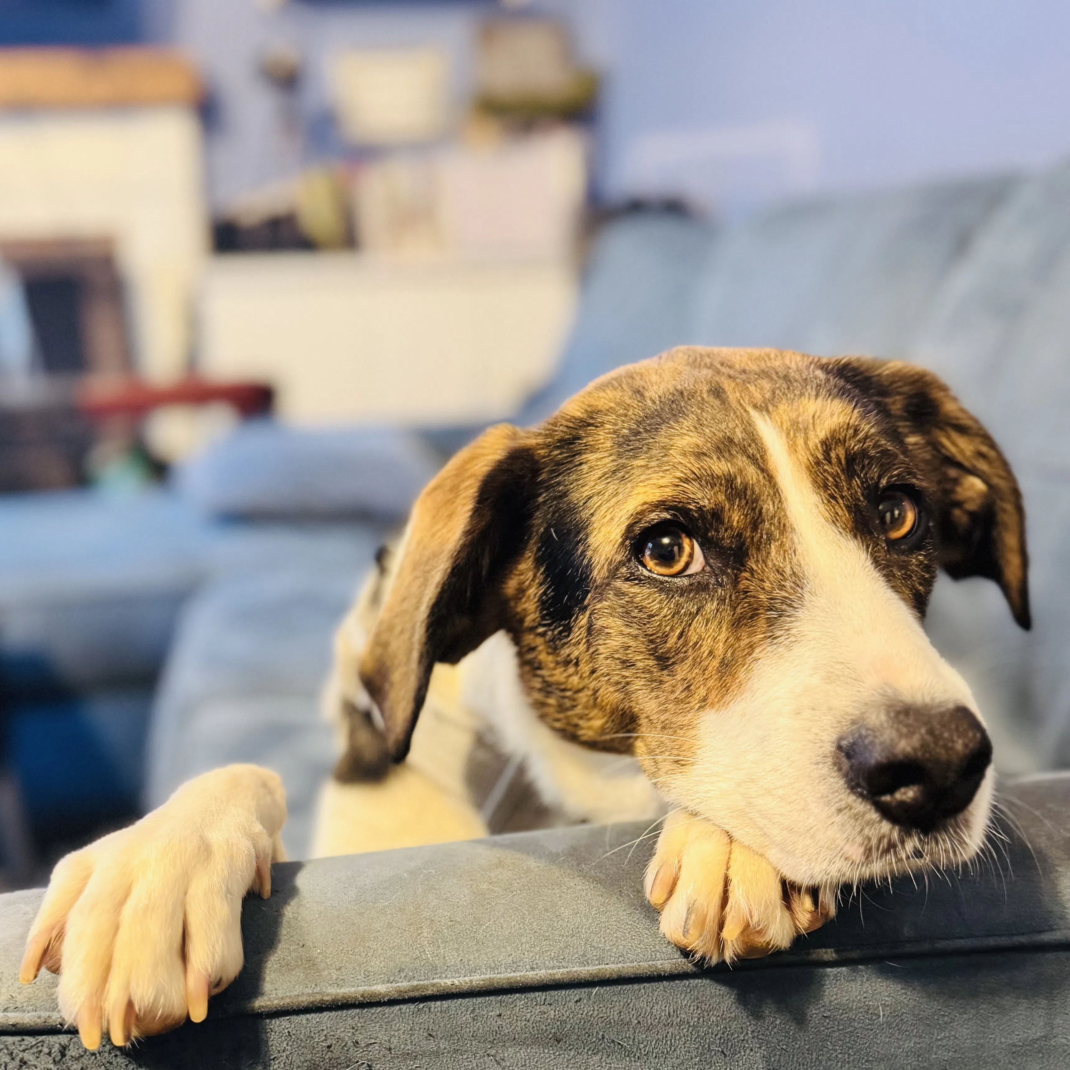 A dog leaning over a surface and looking toward the camera