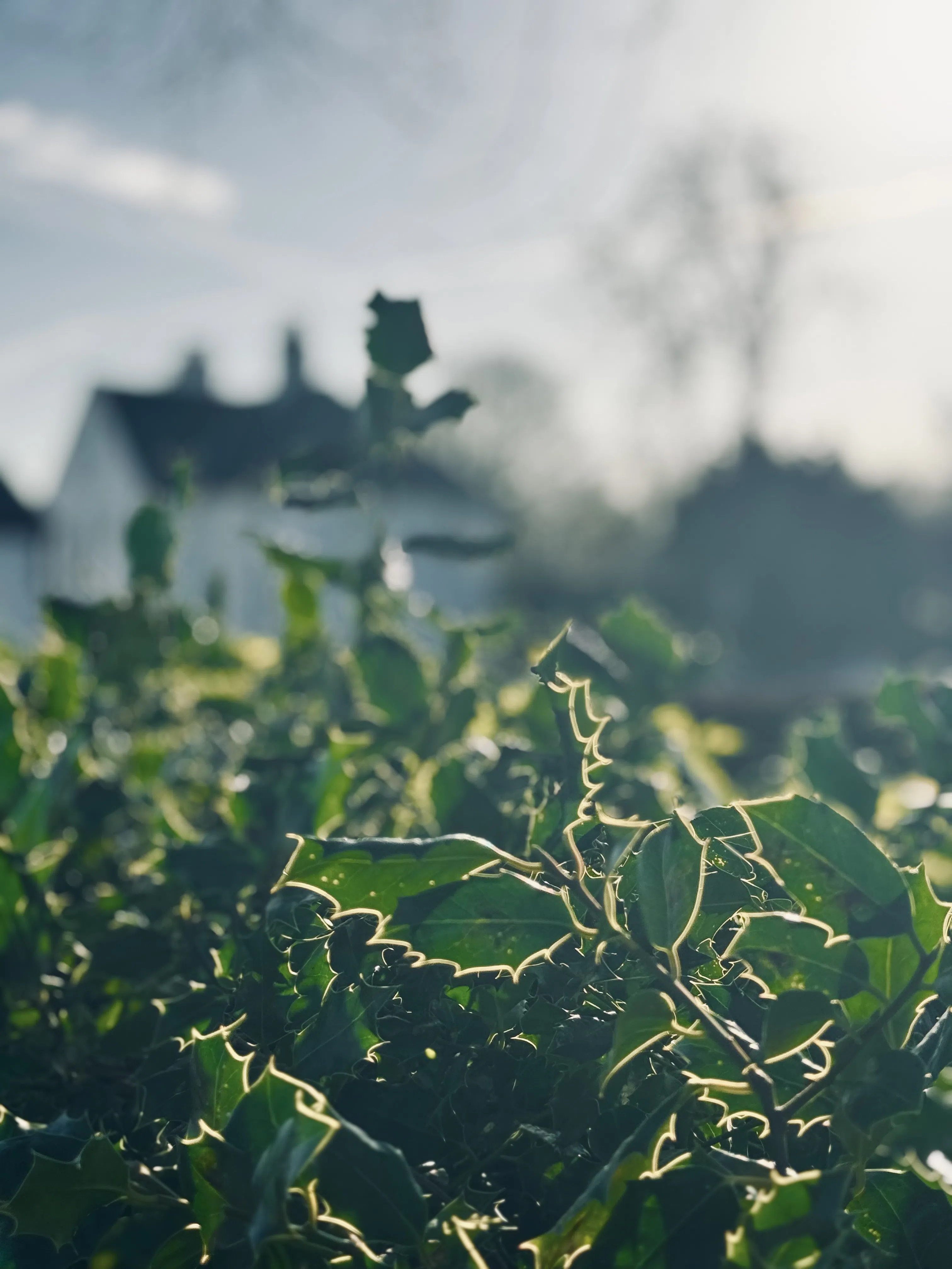 Green foliage in focus with a building softly blurred behind it
