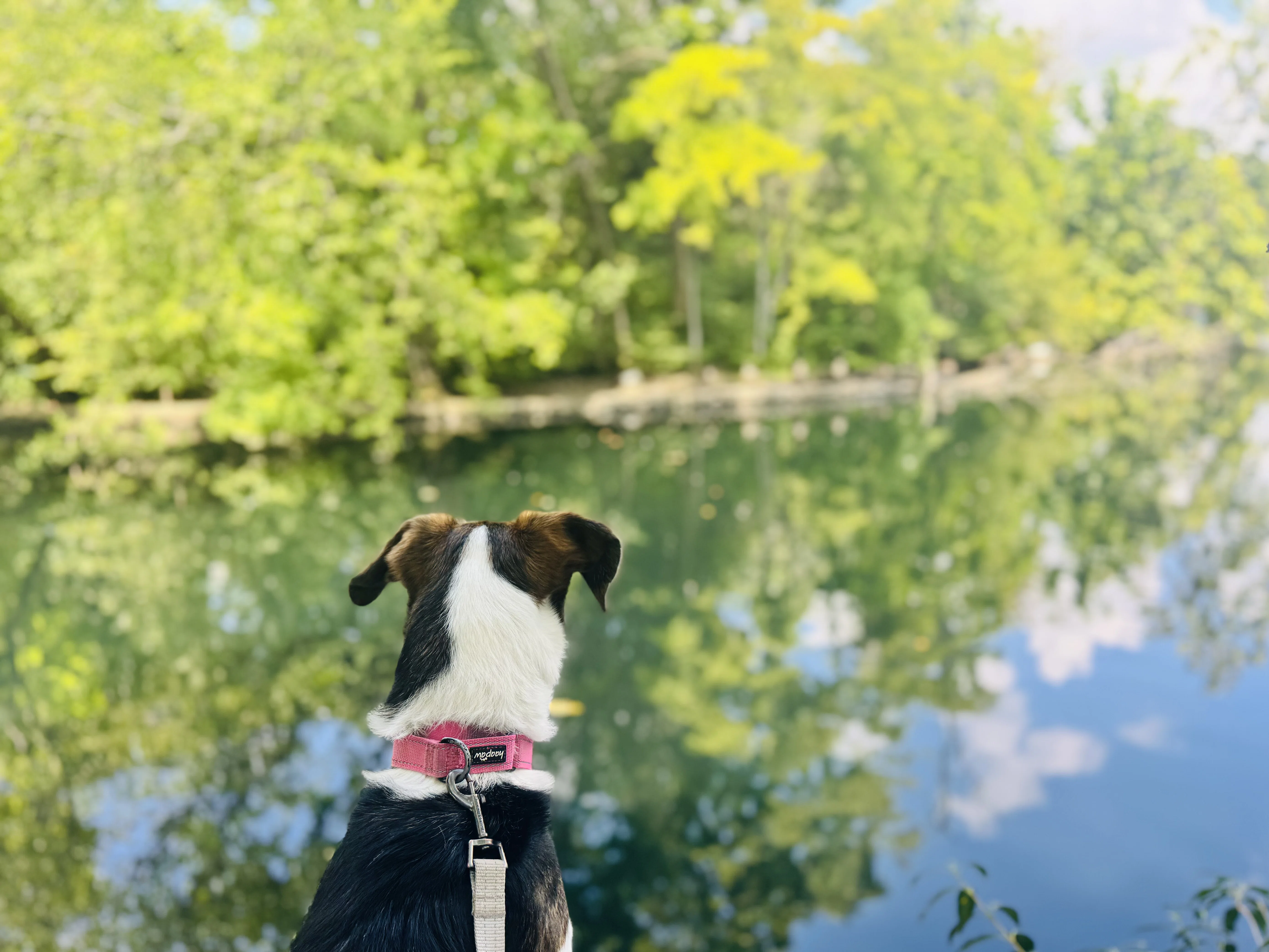 Where Good Dogs Go To Ponder photograph